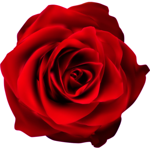 Fleur Rose - Sticker autocollant